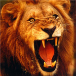 lion crew