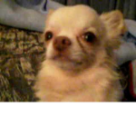 Cringe Chihuahuas