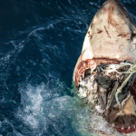 Jaws Fan Group!
