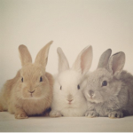Fam_Bunn