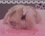 *babyblossom*