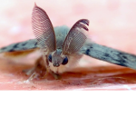 Moth Supremacy