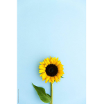 flowersk
