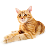 gatosssd