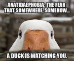 THE DUCKY CULT SHALL RISE