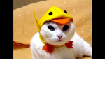 Koty Purple3k!