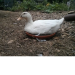 DUCKS FOR LIFE :D