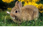 bunny suquad