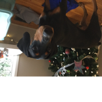 ROBLOX animals life