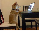 Dogs Haven Studio