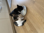 #Süße Katzen Team