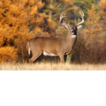 deer army ofifcial