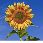 The sunflower ####