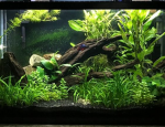 planted aquarium
