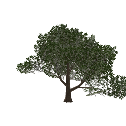 Realistic Oak Tree 