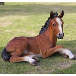 Q's Horse fan club