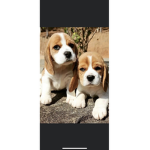 Doggie squad !! (Doggies are the best)
