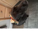 My dog jojo