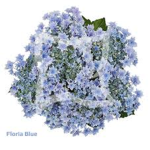 ʚ Floria ʚ