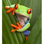 I like frogs and bananas