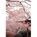 ~Cherry blossom line~
