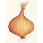 Vibe onions
