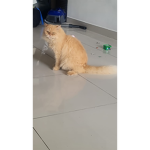 Ini abang