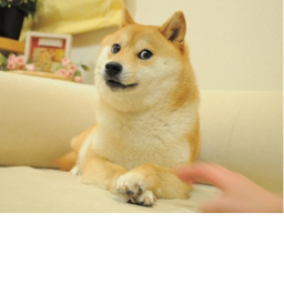 BIG DOGE!