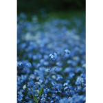 Blue Flower Friends