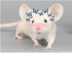 Mouse473