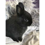 bunnie's.