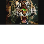 The kings of Tigers