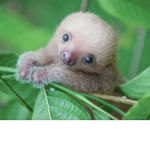 sloth twins