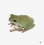 Keke's tree frogs:D
