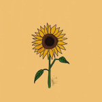 Sunfloweri