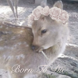 ˚ʚ♡ɞ˚