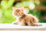 kitten legandary or kitten V I P test