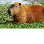 The Cruel Capybaras