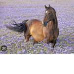 *+Horsey People*+