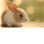 ~The Bunny Rabbit Squad~