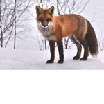 Pumpkin Fox Studi0s