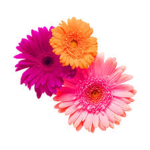 Flowerina’s Flowers