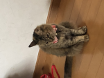 いつでもいいので誰か入ってください