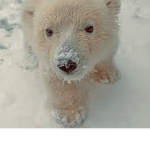 we love polar bears!!!
