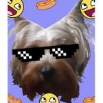 WingsDoges
