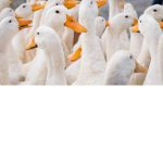 the duckling empire