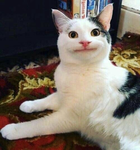litter cat yarn