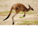 Kangaroo Empiree