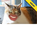 the cat group cATS
