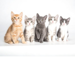 ONIONCATS MEOW